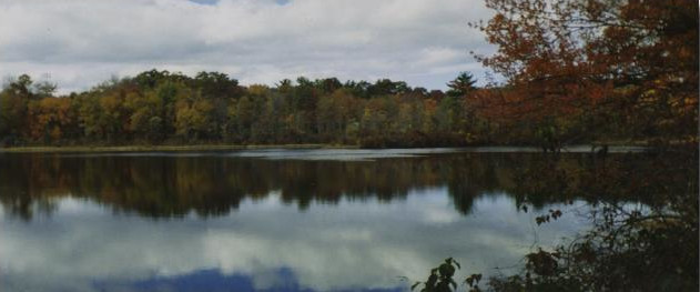 Lake and Trees